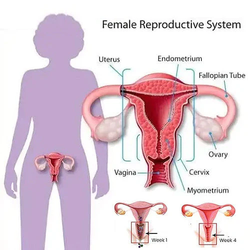 🔥 Graphene Honeycomb Vaginal Tightening & Body Shaping Briefs - Image 9